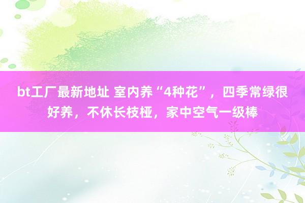 bt工厂最新地址 室内养“4种花”，四季常绿很好养，不休长枝桠，家中空气一级棒